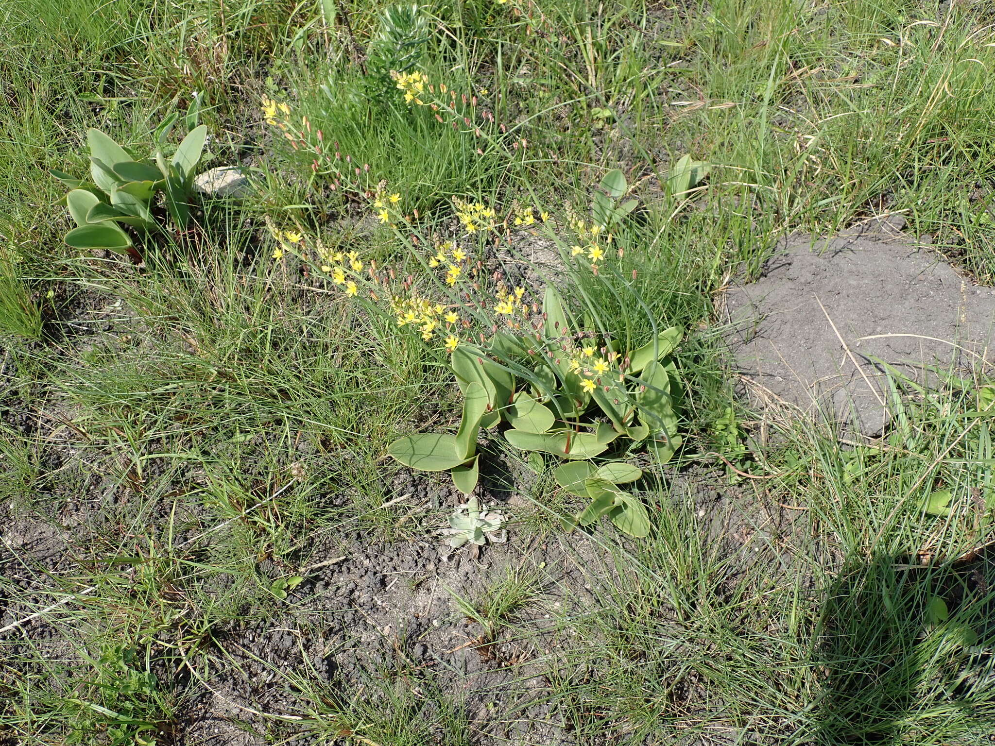 Image of Eriospermum mackenii subsp. mackenii