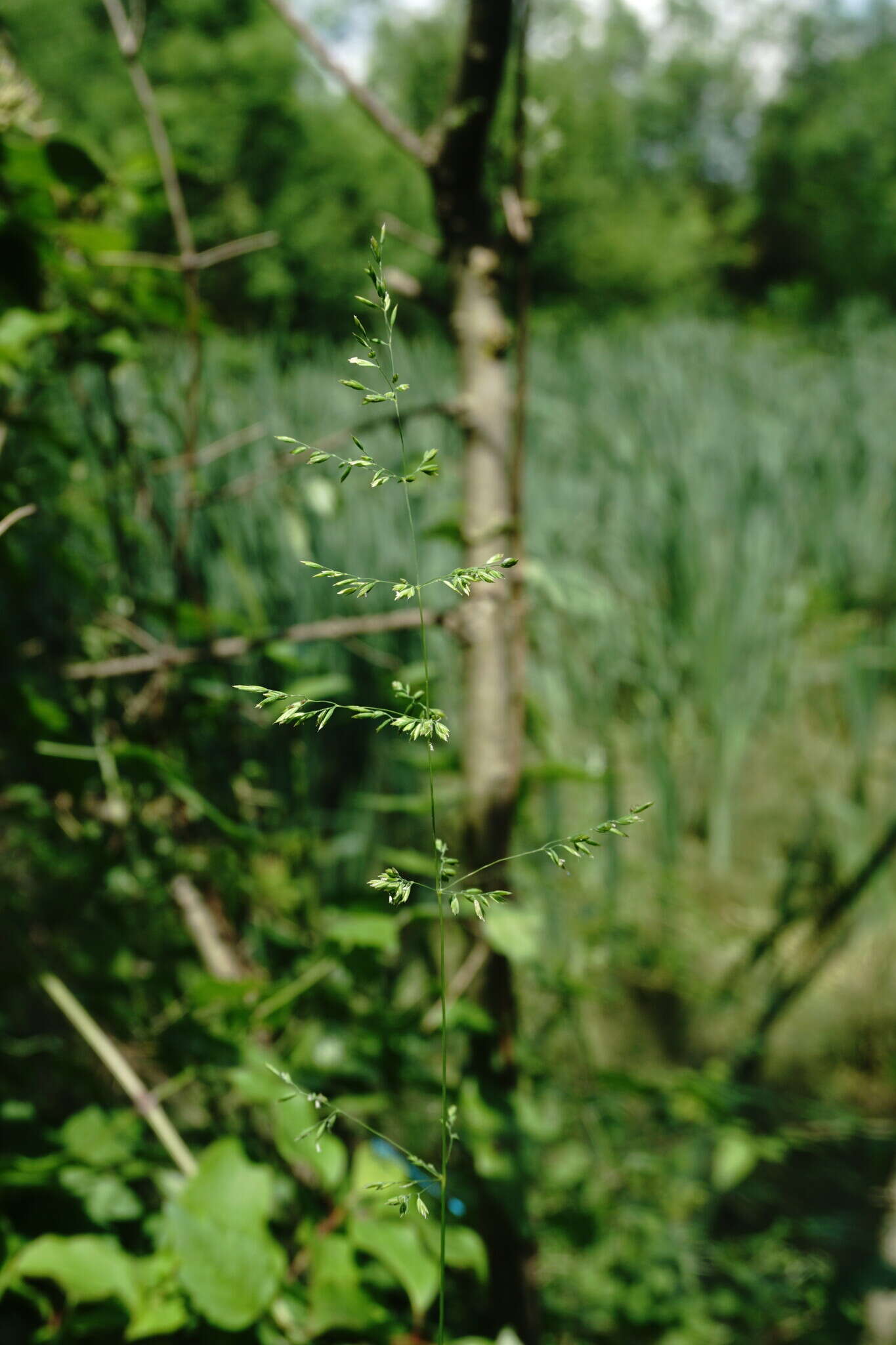 Image of rough bluegrass