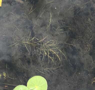 Image of Hill's pondweed