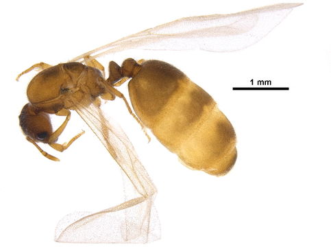 Image of Thief Ant