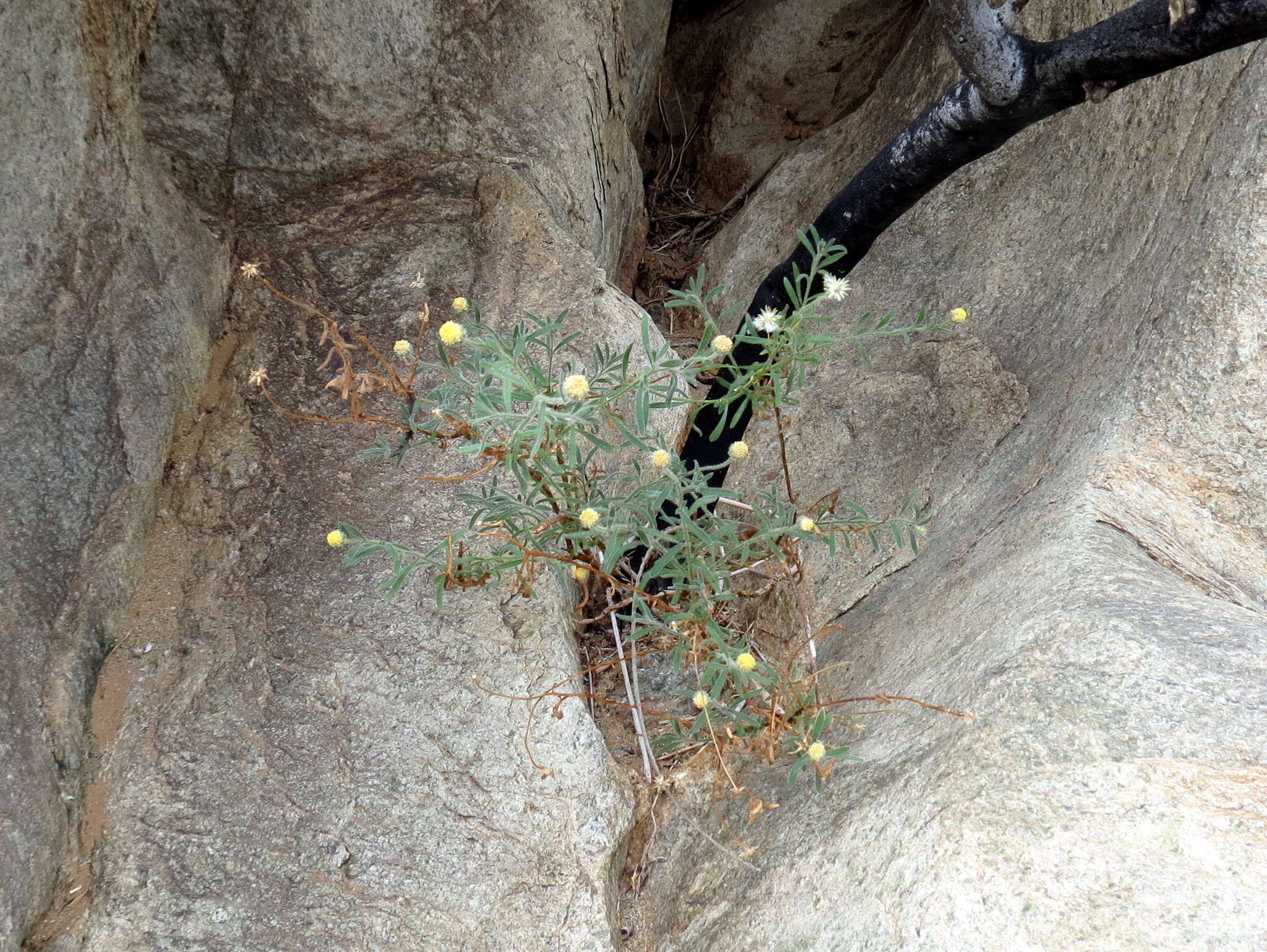 Image of Chrysocoma puberula Schltr. ex Merxm.