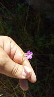 Image of Mirabilis viscosa Cav.