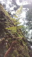 Image of black rabbitsfoot fern