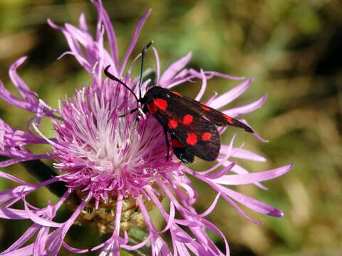 Plancia ëd Zygaena dorycnii Ochsenheimer 1808