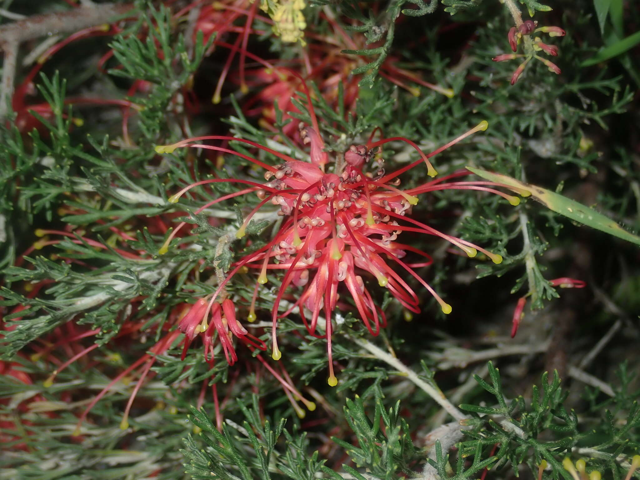 Image of Grevillea preissii subsp. glabrilimba P. M. Olde & N. R. Marriott