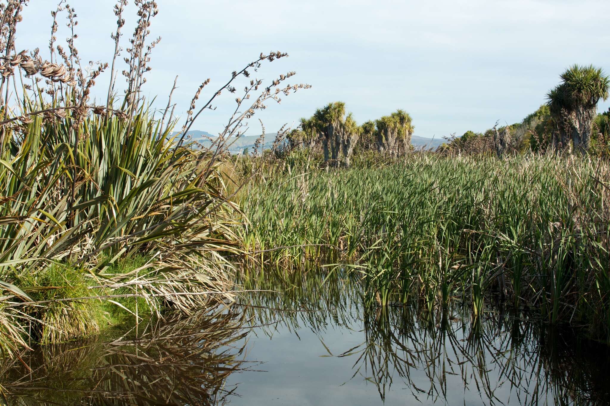 Image of Bullrush