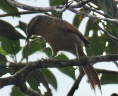 Image of Ochre-breasted Foliage-gleaner