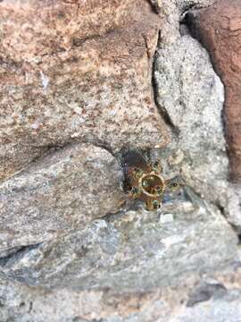 Image of Fiebrig's Stingless Bee