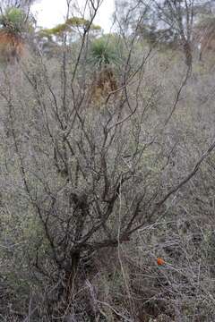 Image of Leptospermum erubescens Schau.