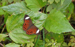 Image of Lasiophila prosymna Hewitson 1857