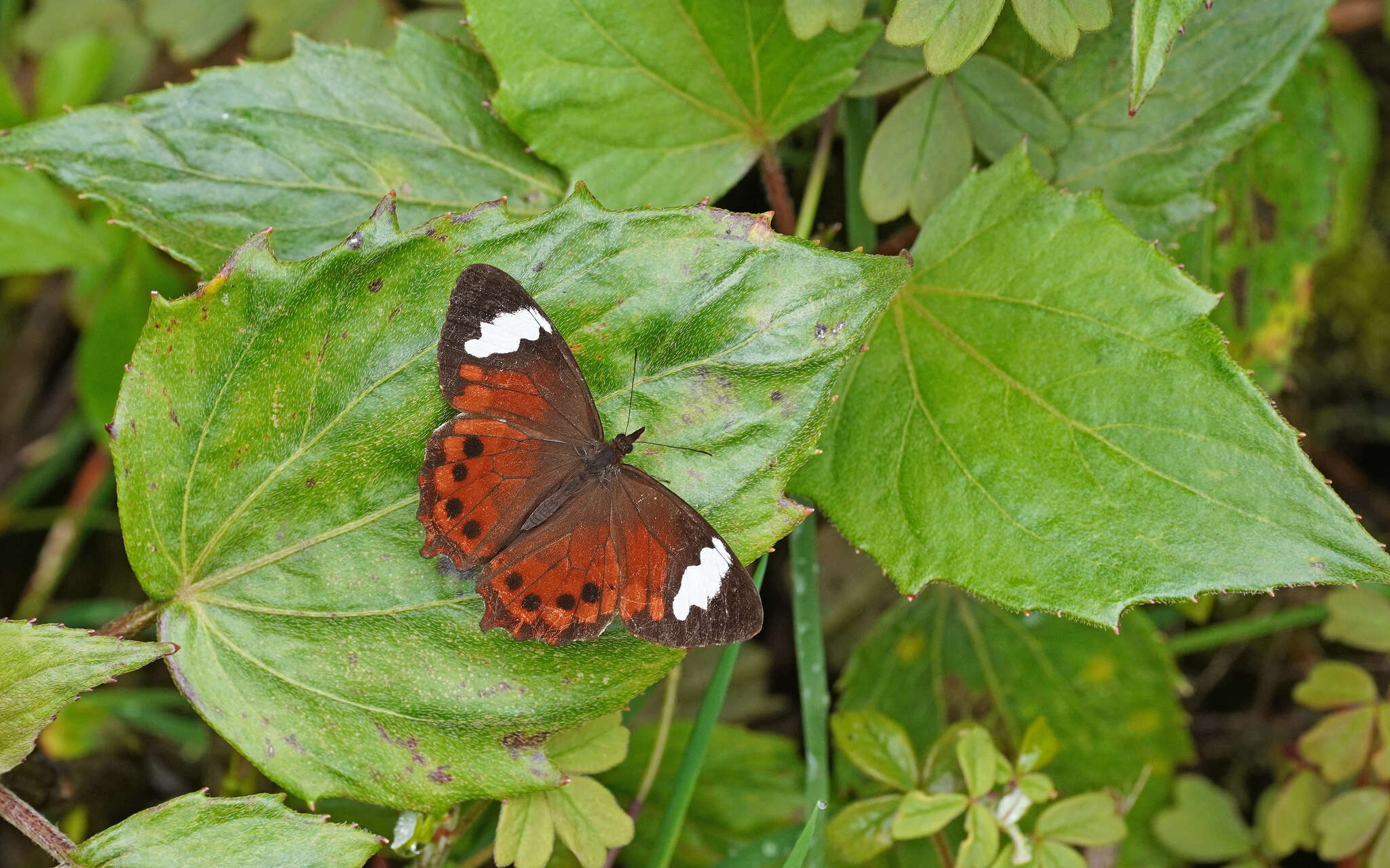 Image of Lasiophila prosymna Hewitson 1857