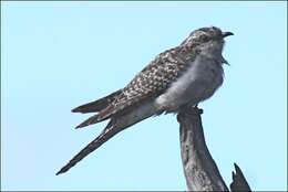 Image of Pallid Cuckoo