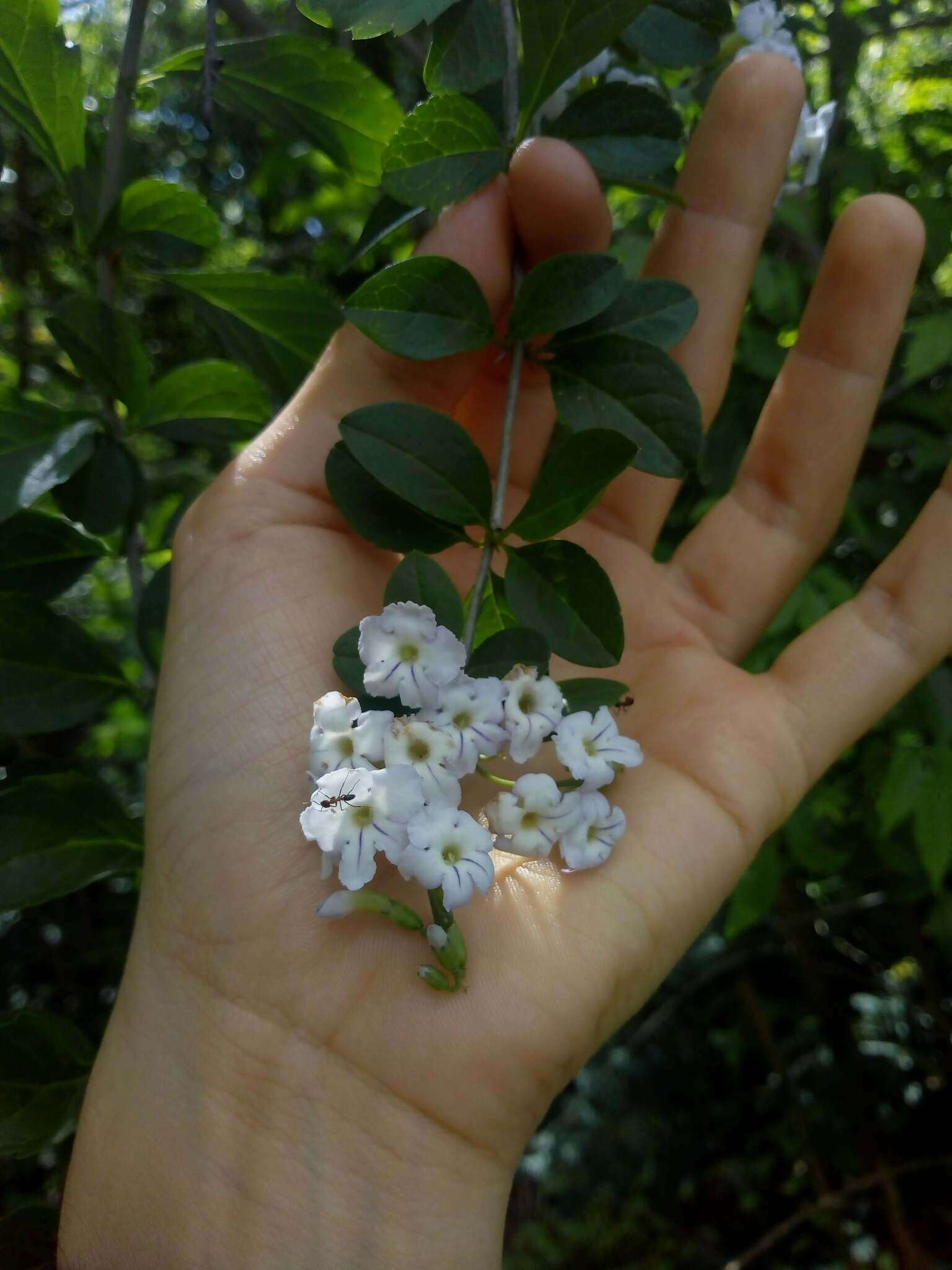 Duranta serratifolia (Griseb.) Kuntze resmi