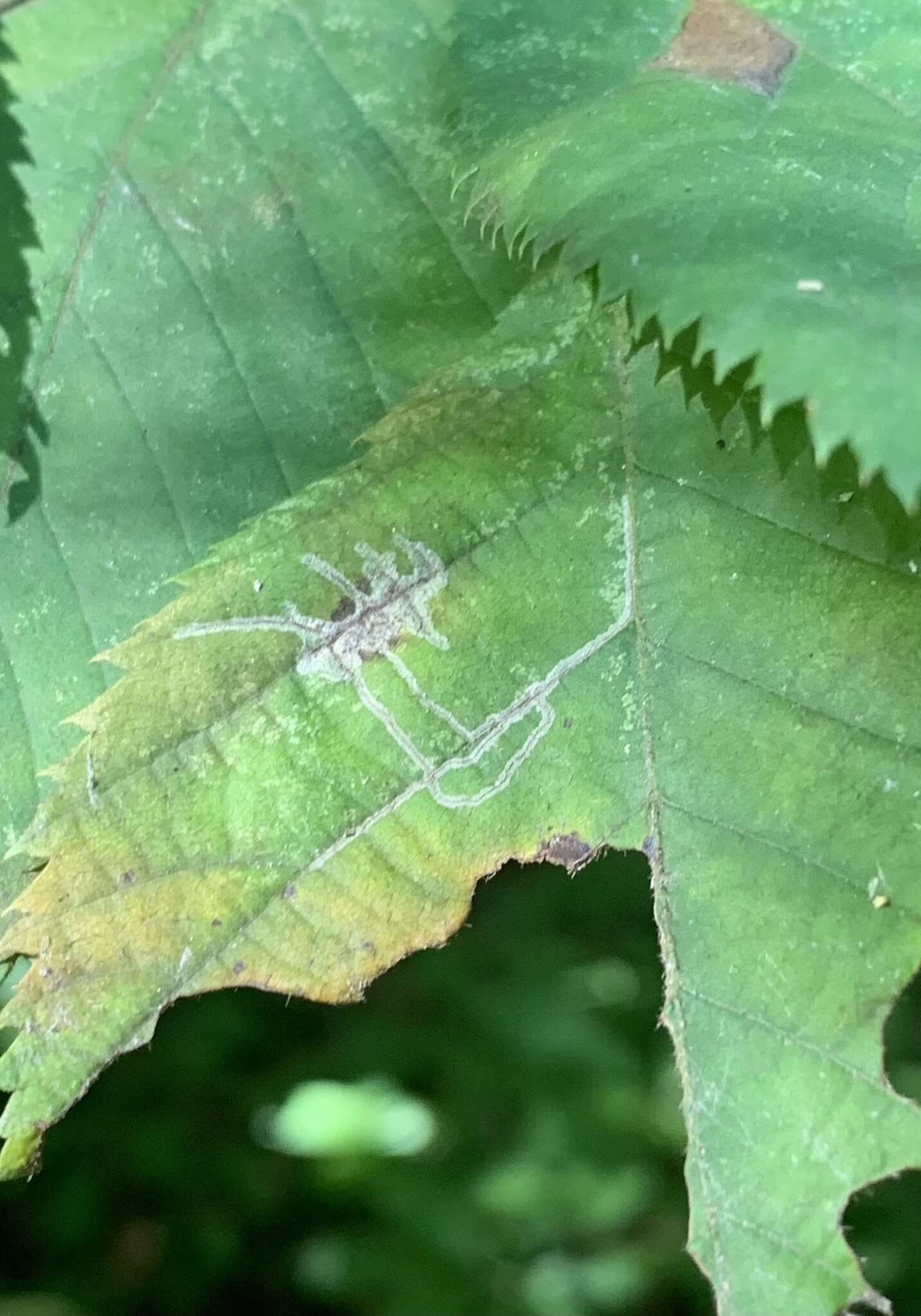 Imagem de Caloptilia ostryaeella (Chambers 1878)