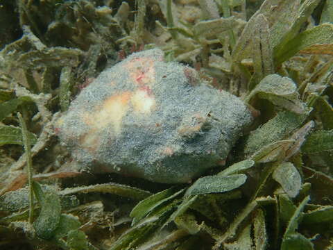 Image of West Indian fighting conch