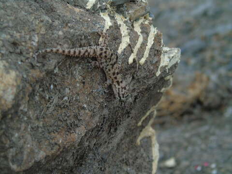 Image of Brook's House Gecko