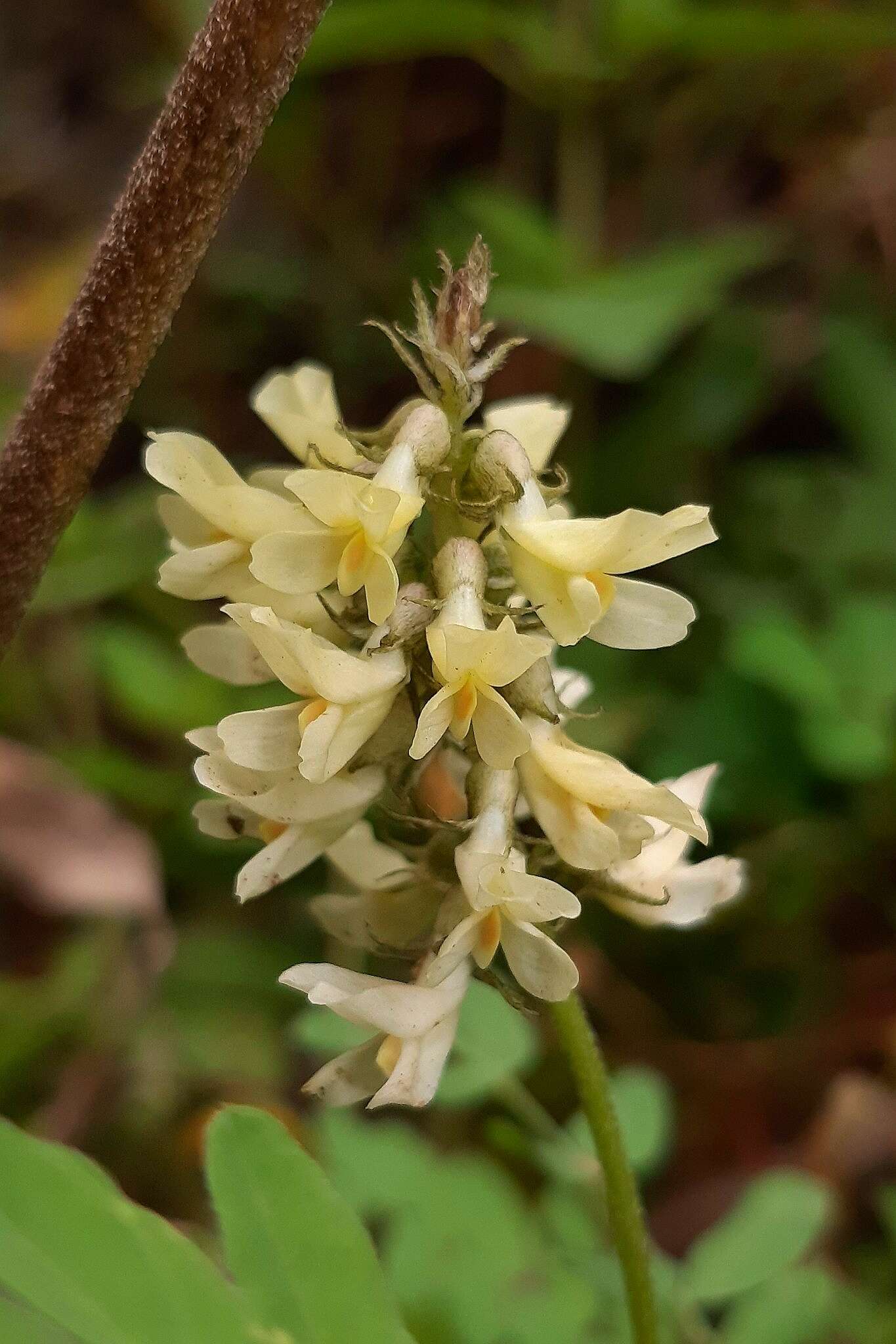 Image of Astragalus guatemalensis Hemsl.