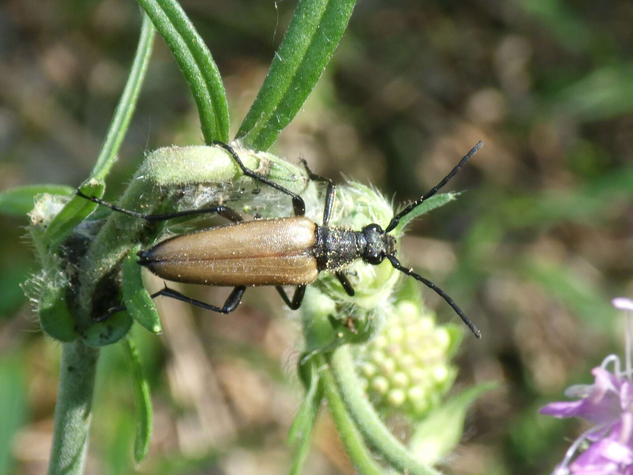 Image of Lepturalia nigripes (Degeer 1775)