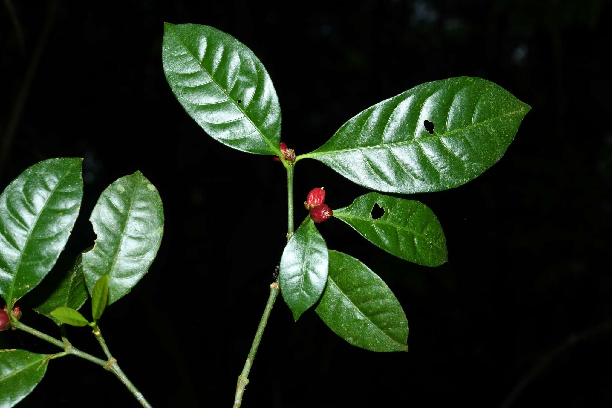 Eumachia kappleri (Miq.) Delprete & J. H. Kirkbr. resmi