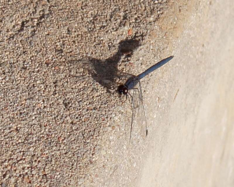 Image of Dark Dropwing