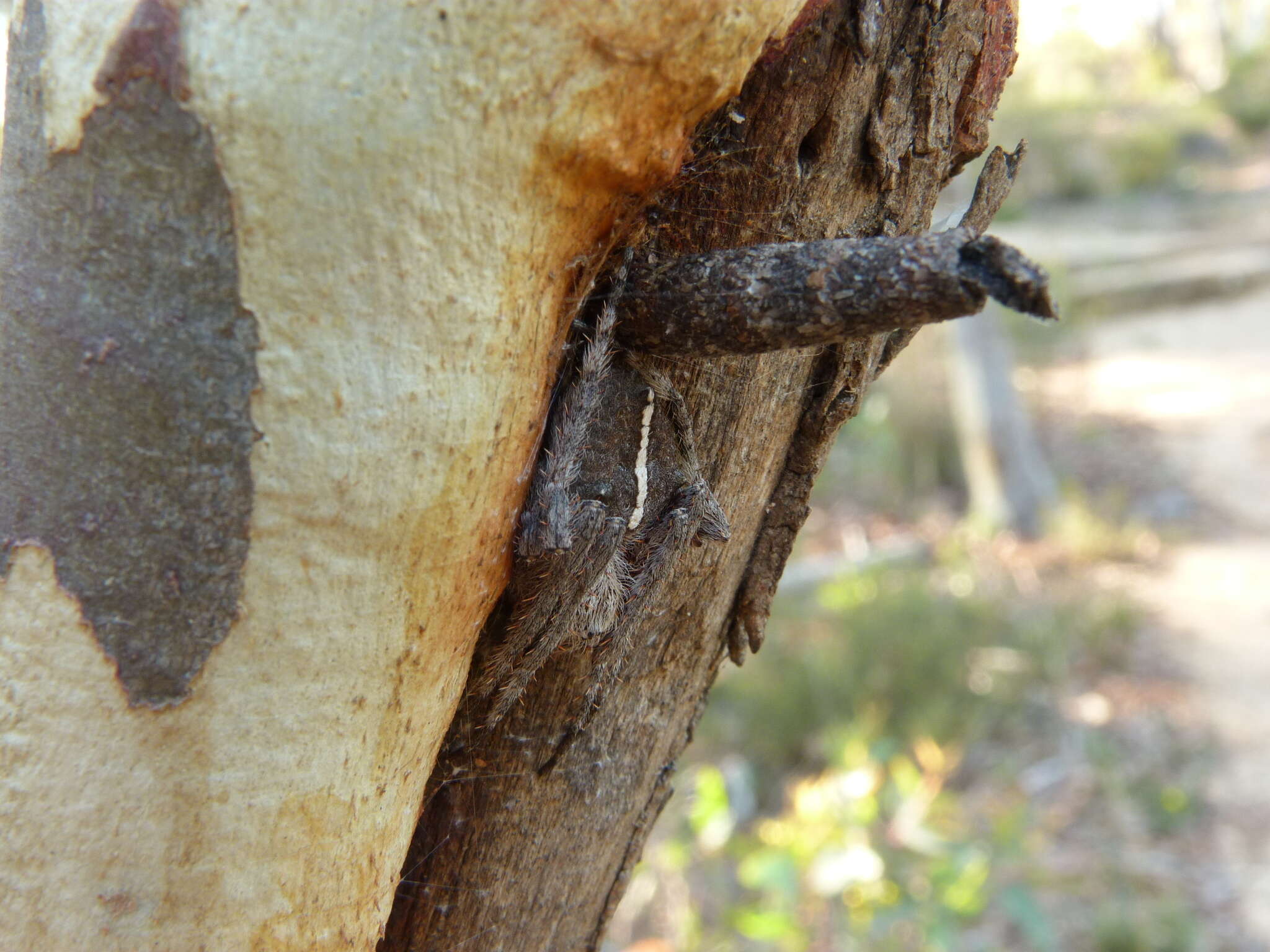 Image of Hortophora biapicata (L. Koch 1871)