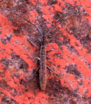 Spalacopsis texana Casey 1891的图像