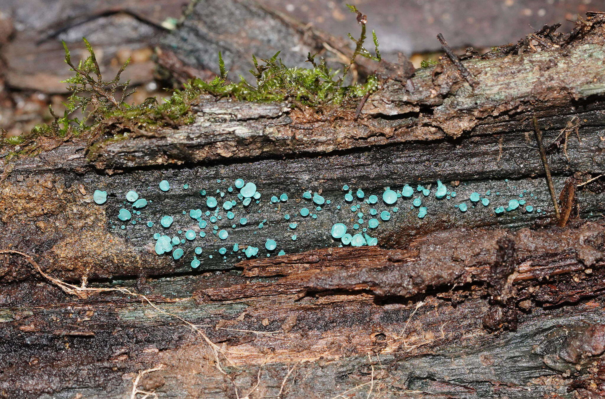 Image of Chlorociboria aeruginascens (Nyl.) Kanouse ex C. S. Ramamurthi, Korf & L. R. Batra 1958