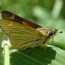 Image of Black-veined Ranger