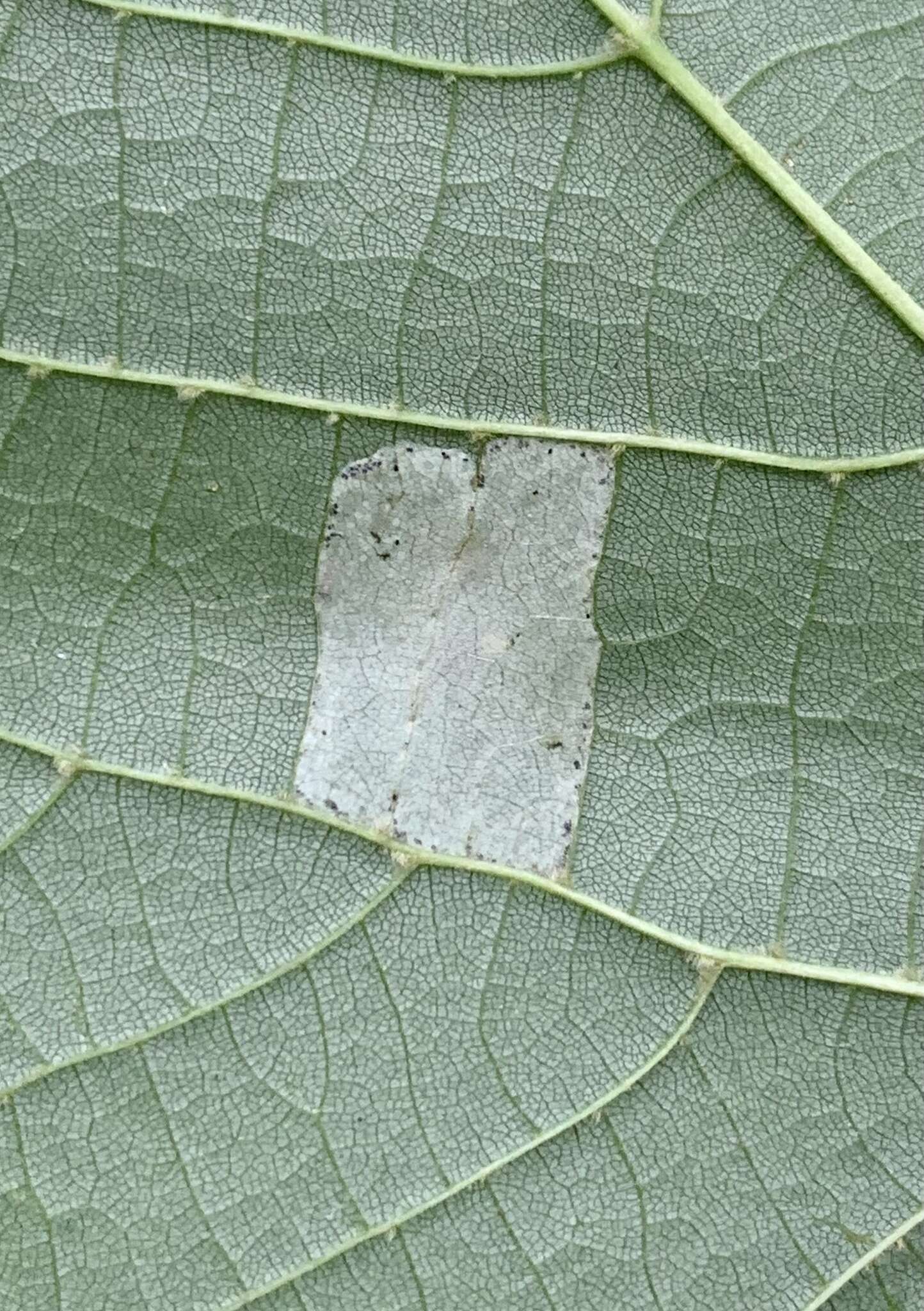 Phyllonorycter lucetiella (Clemens 1859)的圖片