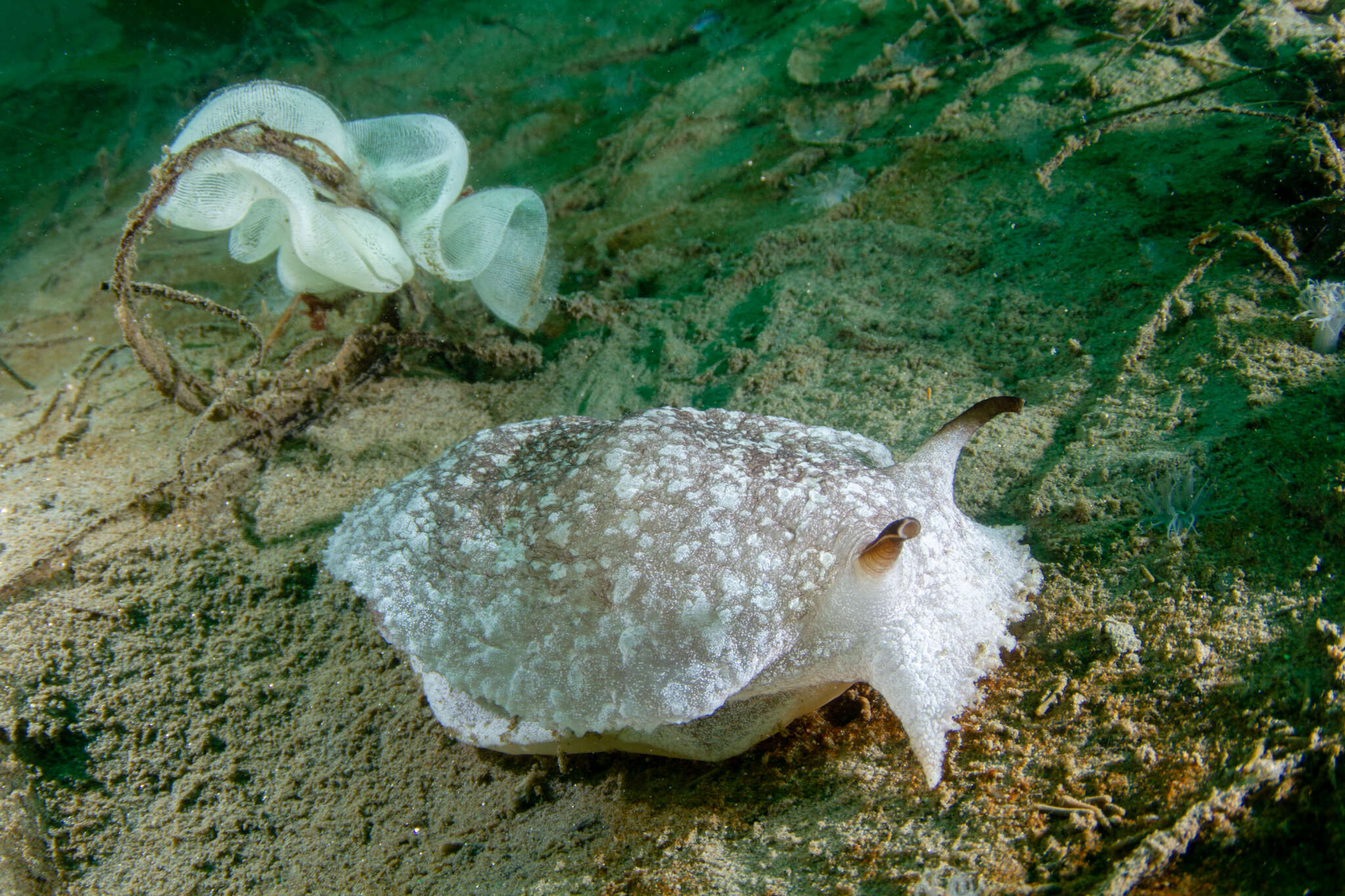 Pleurobranchaea californica MacFarland 1966 resmi