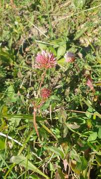 Image of Trifolium physodes M. Bieb.