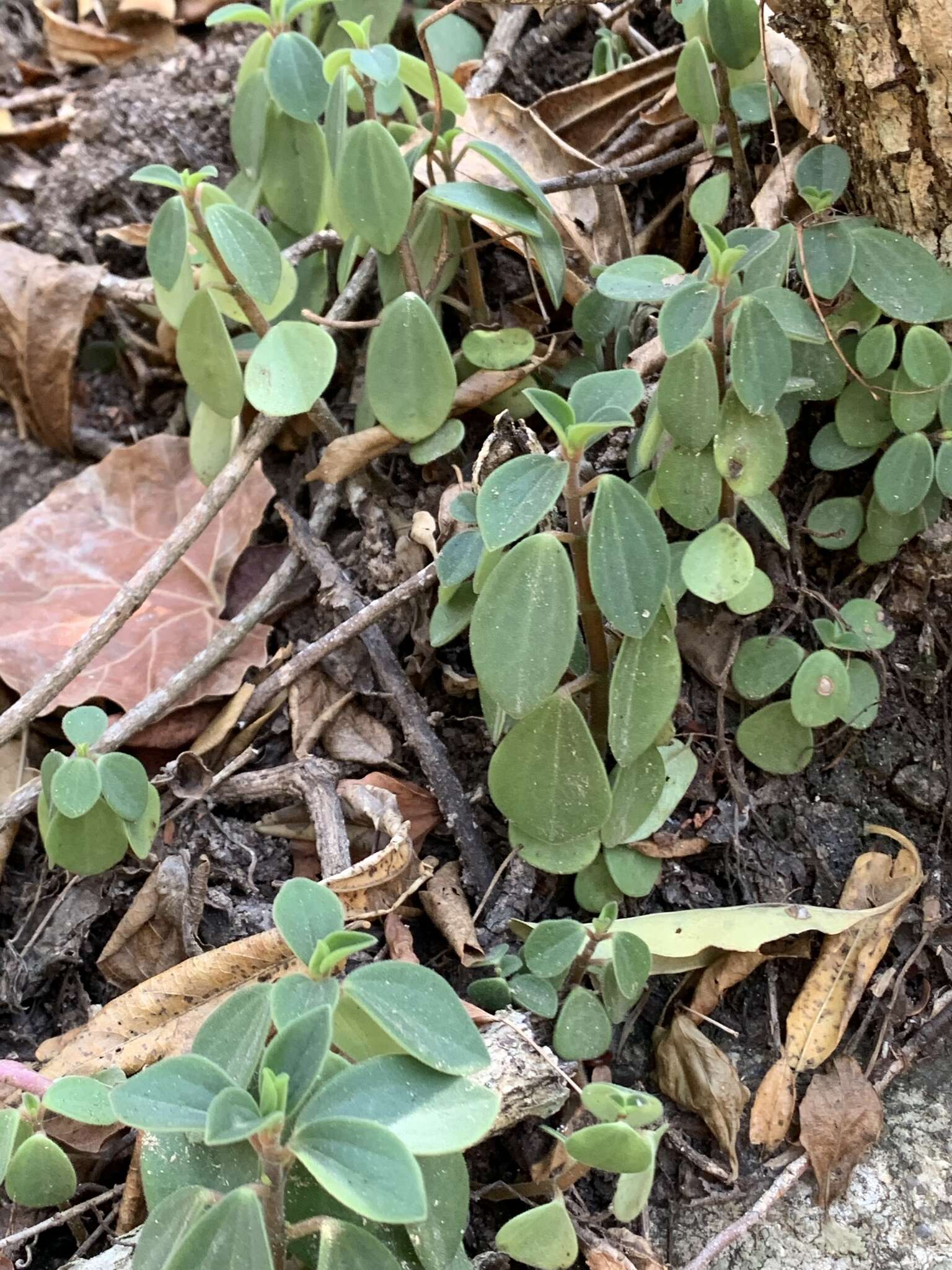 Image of Terrestrial Peperomia