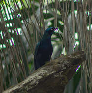 Imagem de Lamprotornis splendidus (Vieillot 1822)