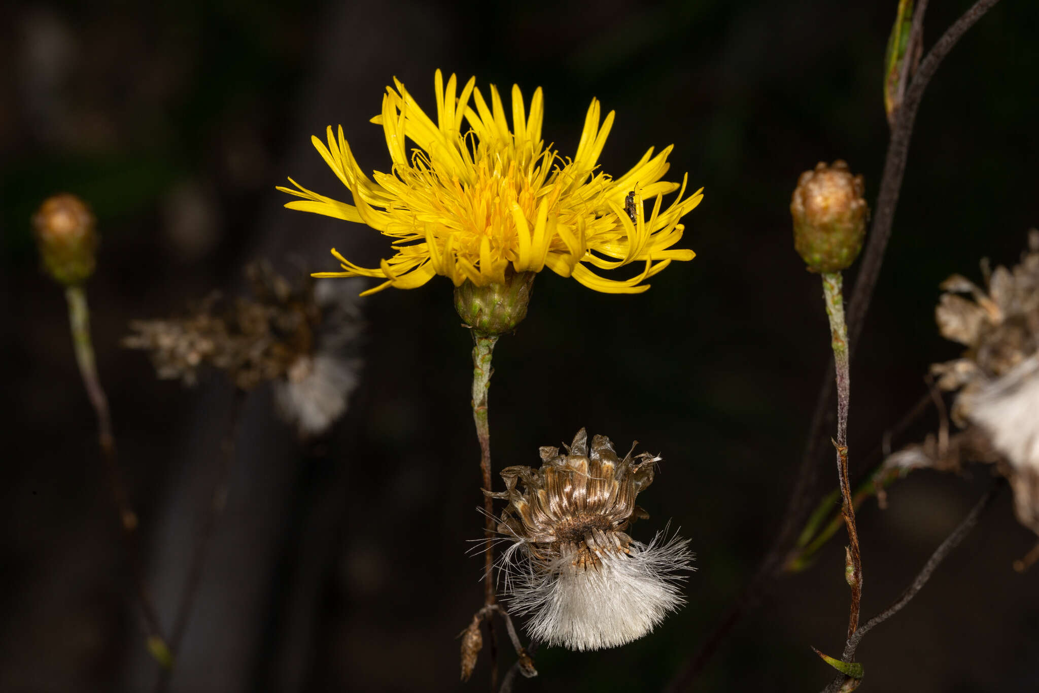 Image of Podolepis jaceoides (Sims) Voss