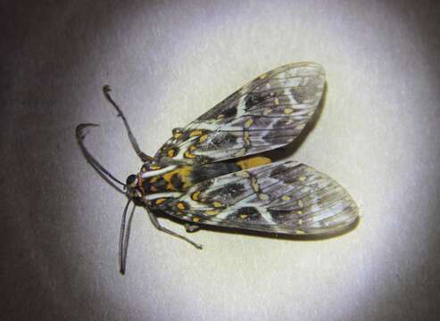 Imagem de Phaegoptera histrionica Herrich-Schäffer 1853