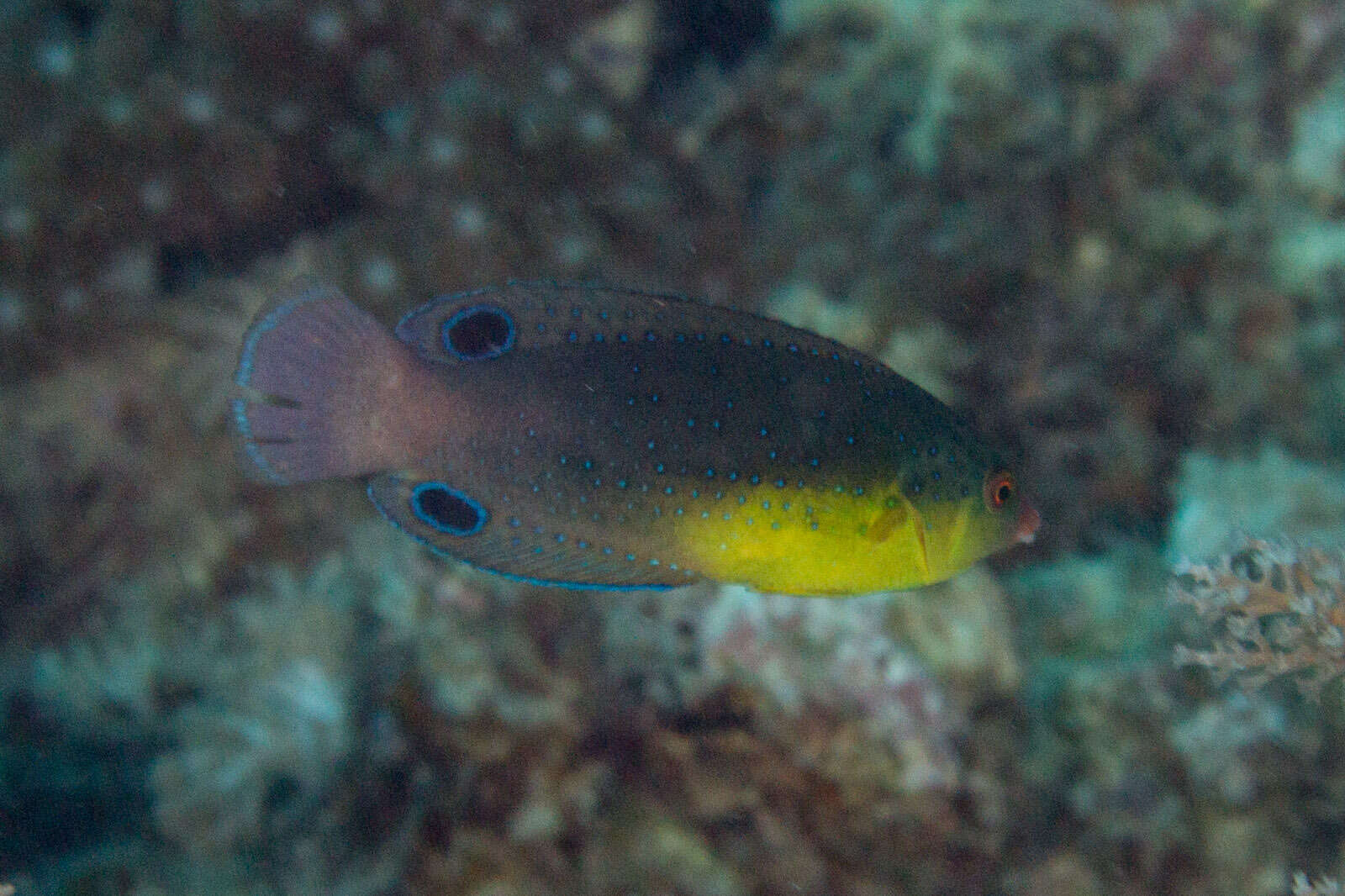 Image of Twister Wrasse