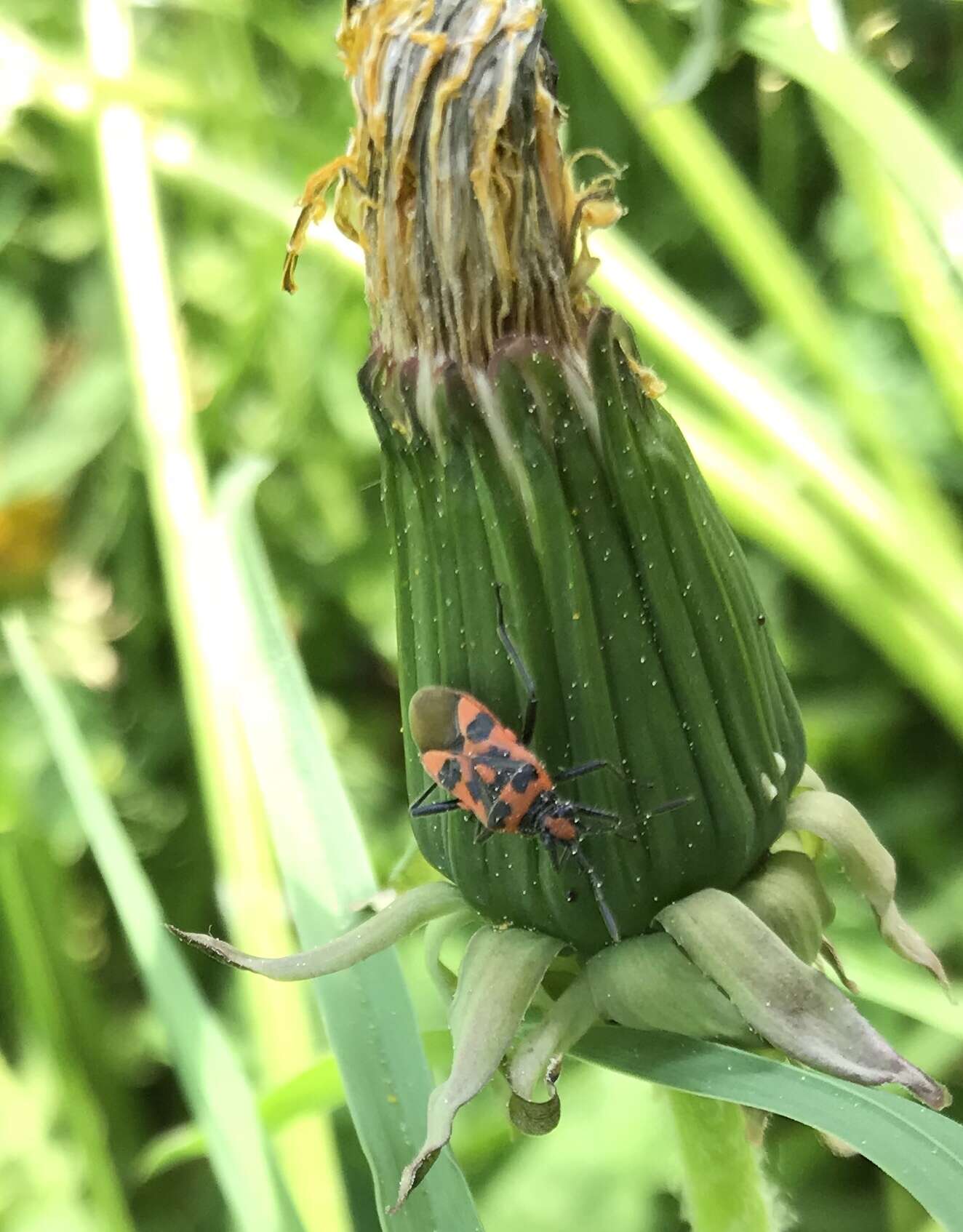 Image of black & red squash bug