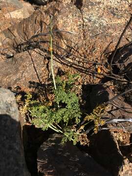 Image de Argylia radiata (L.) D. Don