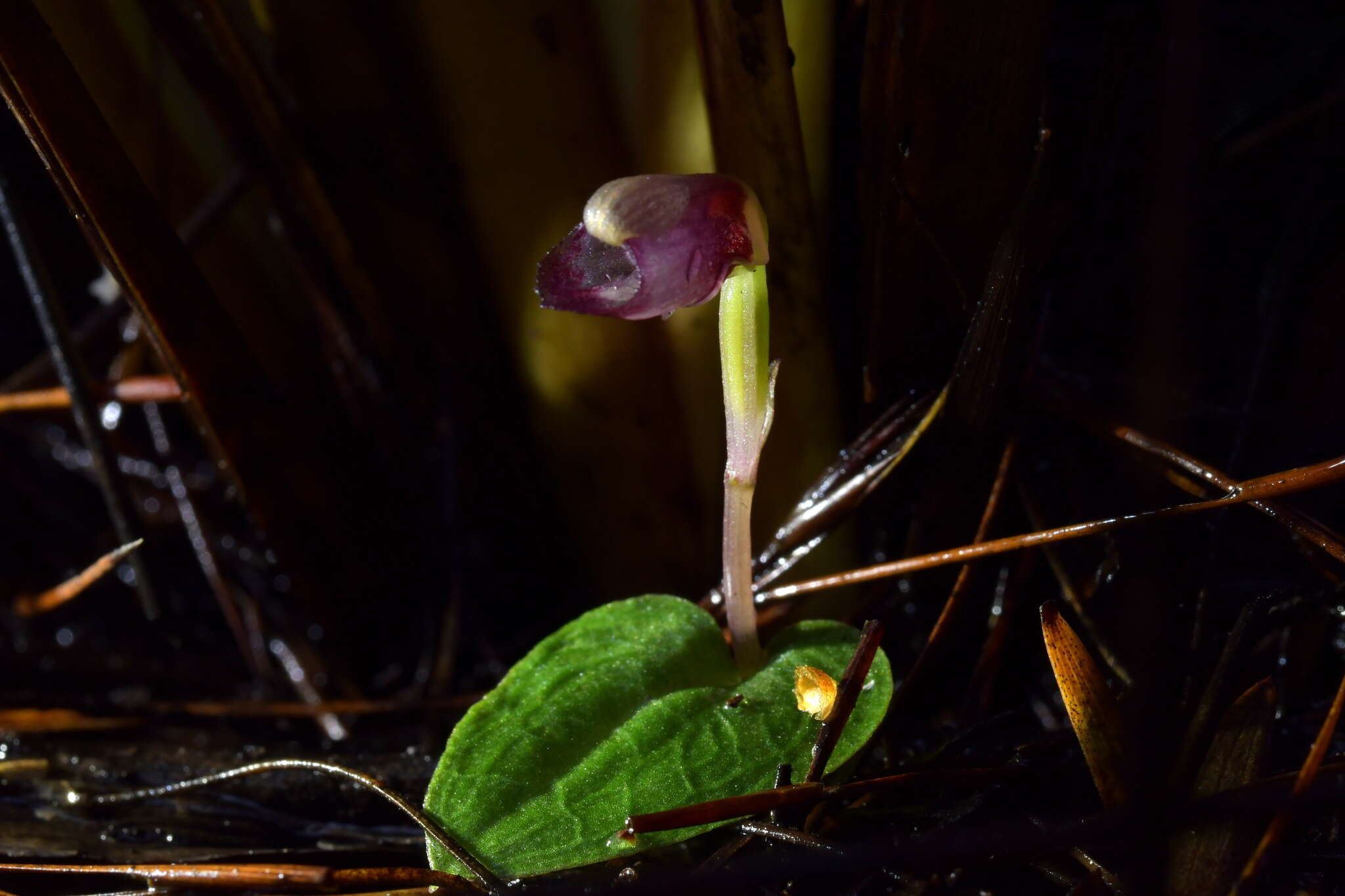 Image of Corybas rotundifolius (Hook. fil.) Rchb. fil.