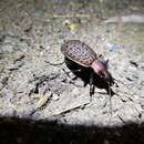 Carabus (Coptolabrus) elysii J. Thomson 1856 resmi