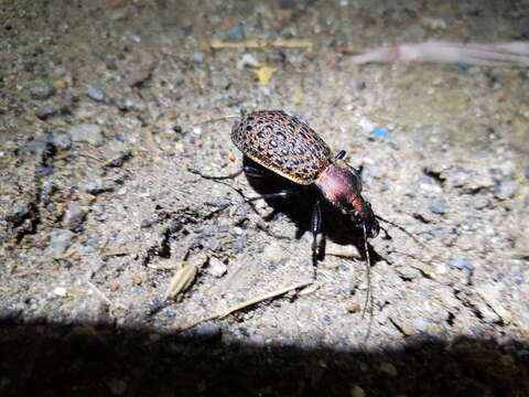 Carabus (Coptolabrus) elysii J. Thomson 1856 resmi