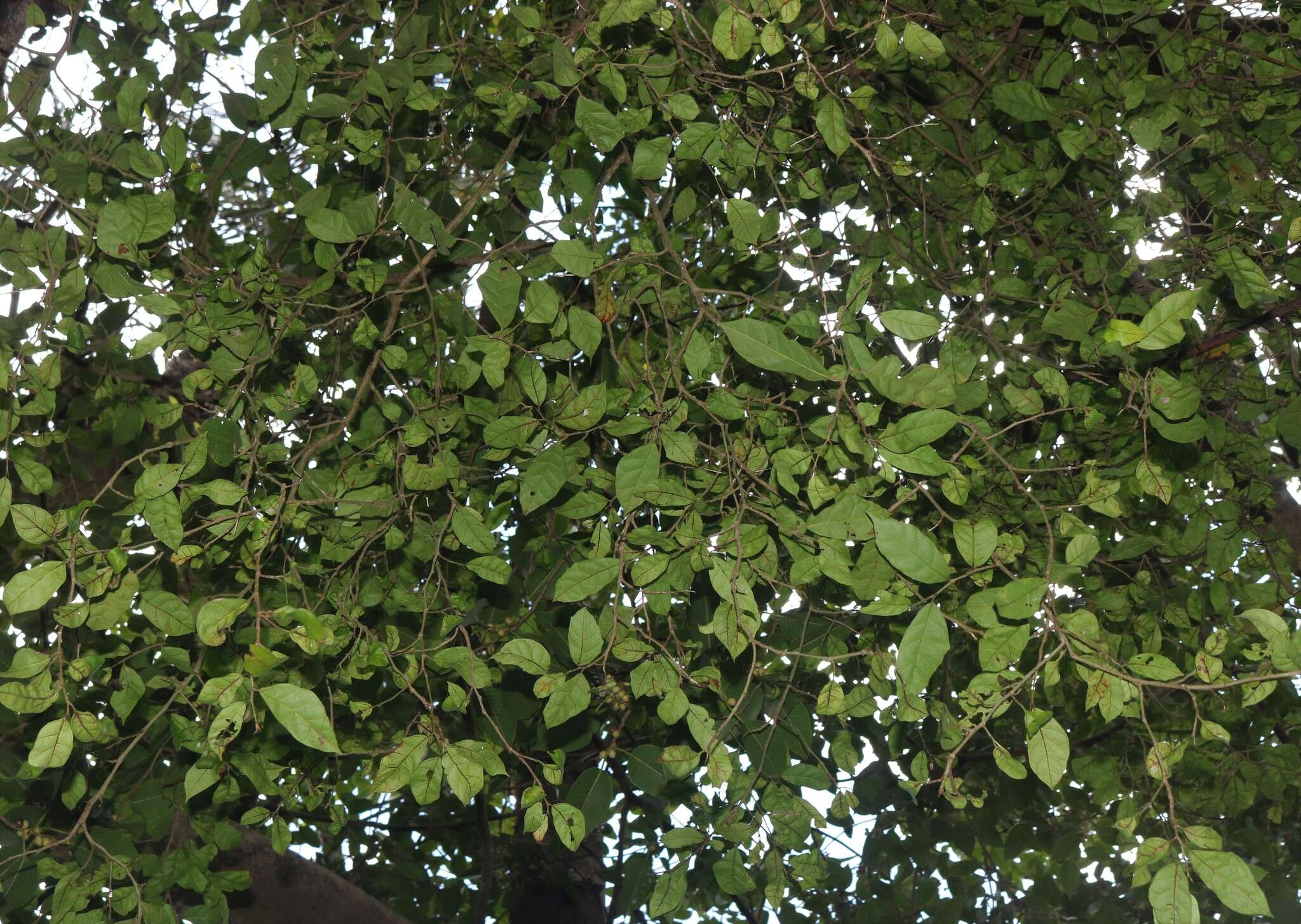 Ficus tinctoria subsp. gibbosa (Bl.) Corner resmi