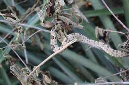 Image of Dunn's Hognose Viper