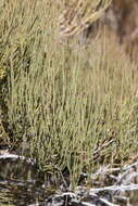 Image of Green Ephedra