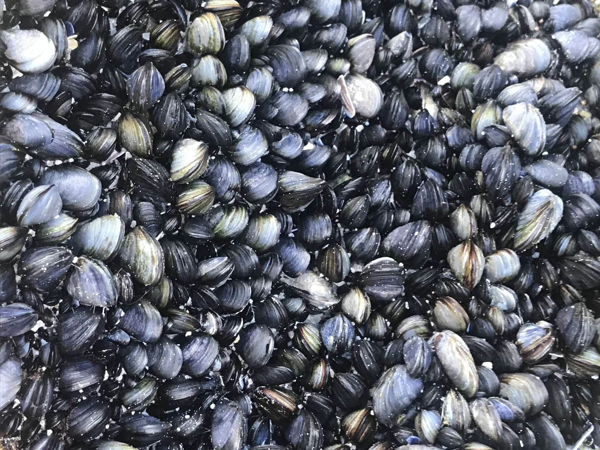 Image of black mussel