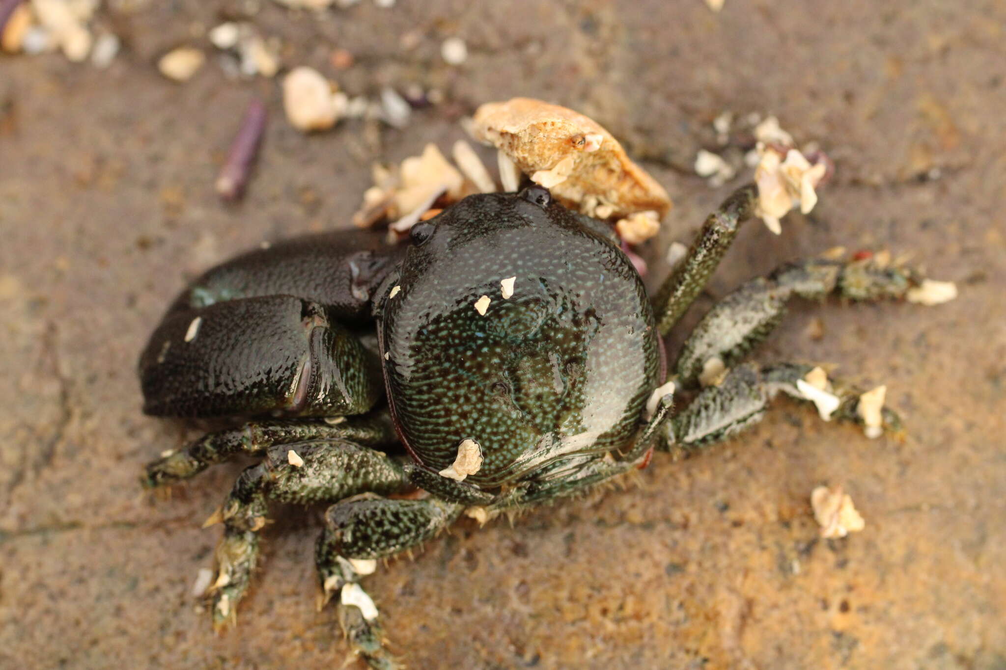 Image de Petrolisthes granulosus (Guérin 1835)