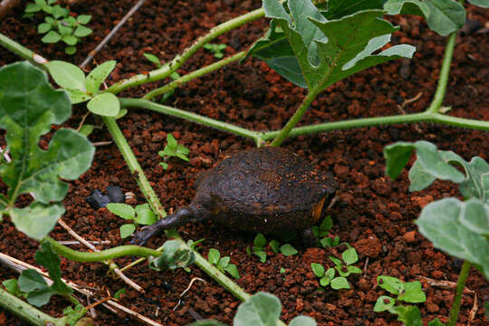 Image of Mozambique Rain Frog