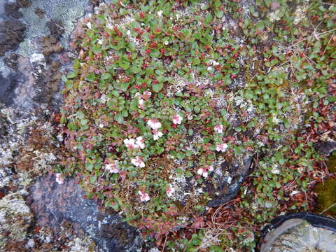 Image of snowbed willow