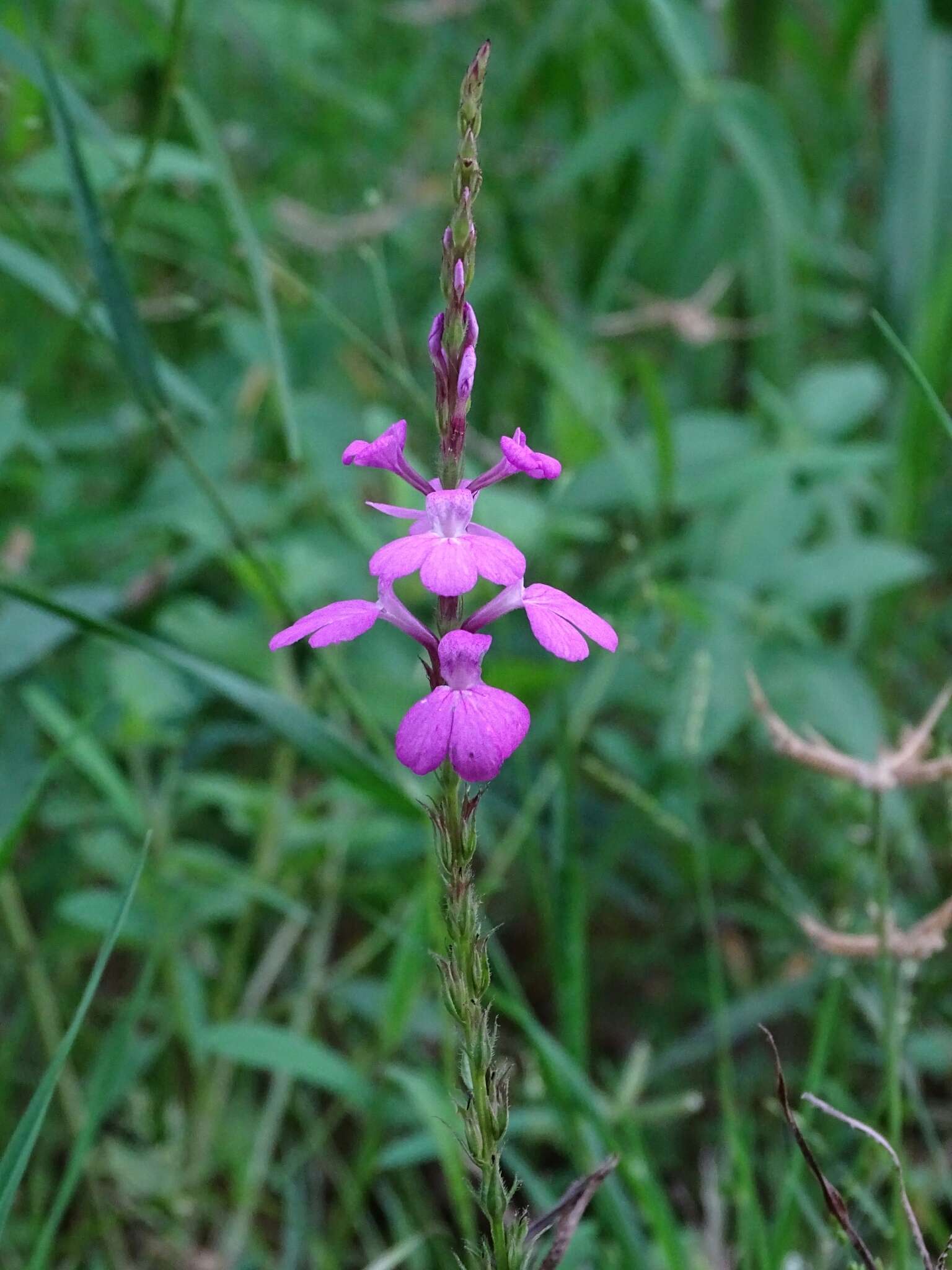 Image of purple witchweed