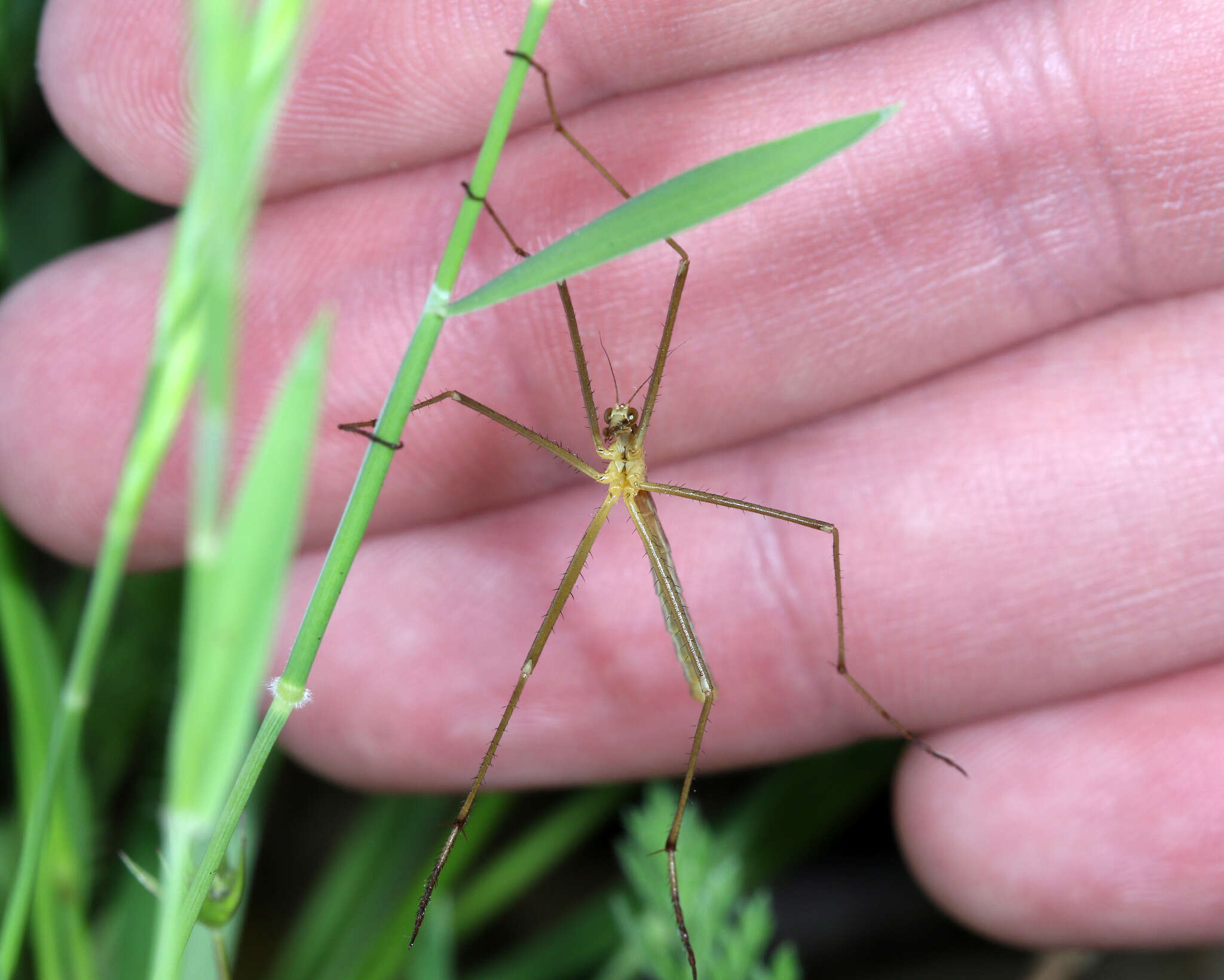 Image of Apterobittacus